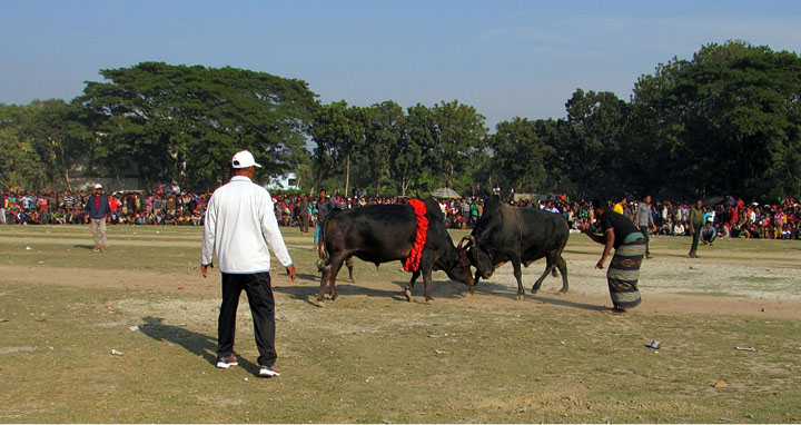 নড়াইলে শেষ হল সুলতান মেলায় ষাঁড়ের যুদ্ধ